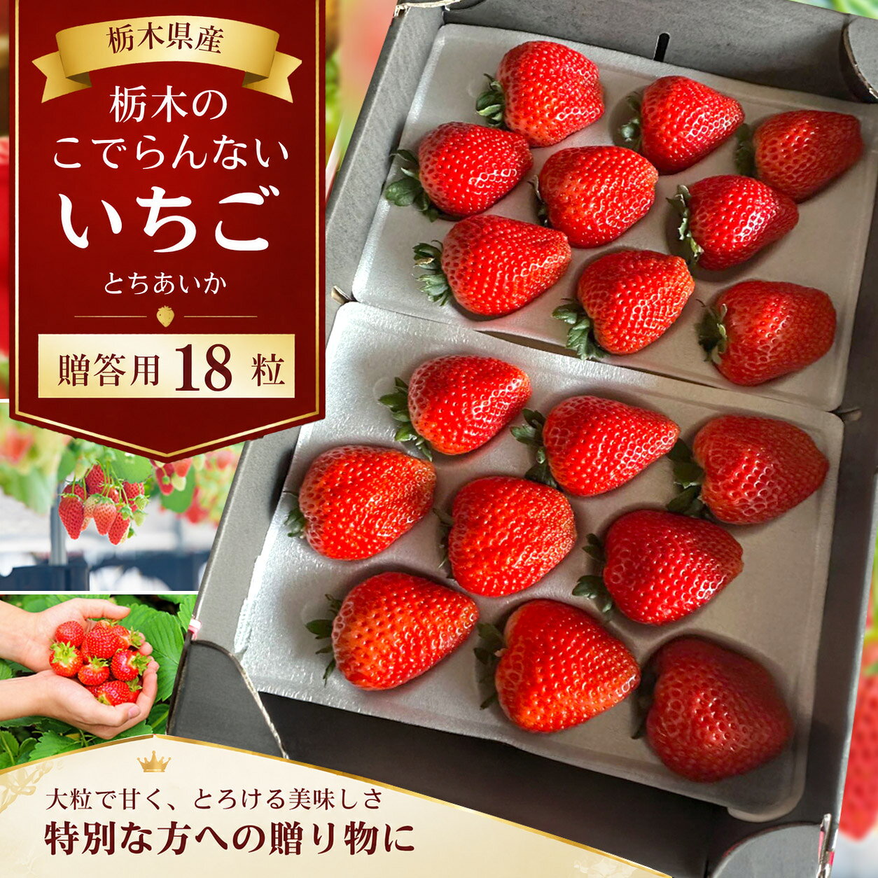 【ふるさと納税】【2027年1月発送】栃木のこでらんないイチゴ（とちあいか）18粒 | 果物 厳選 朝摘み フルーツ スイーツ 甘い 人気 好評価 送料無料 大粒 ジューシー 映え 産地直送 栃木県 真岡市
