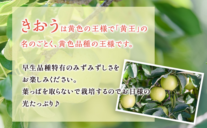 【8月クール便発送】（糖度12度以上）贈答用きおう約3kg【弘前市産 青森りんご】