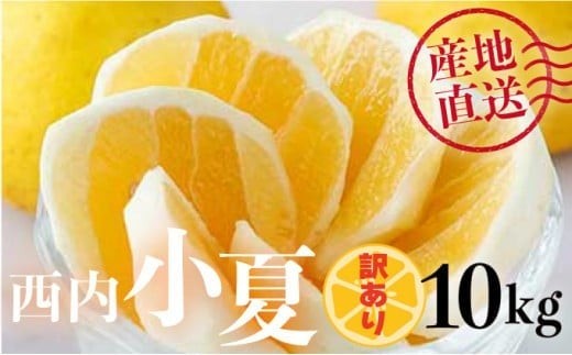 【先行予約】＜訳アリ＞西内小夏 10kg　N52
