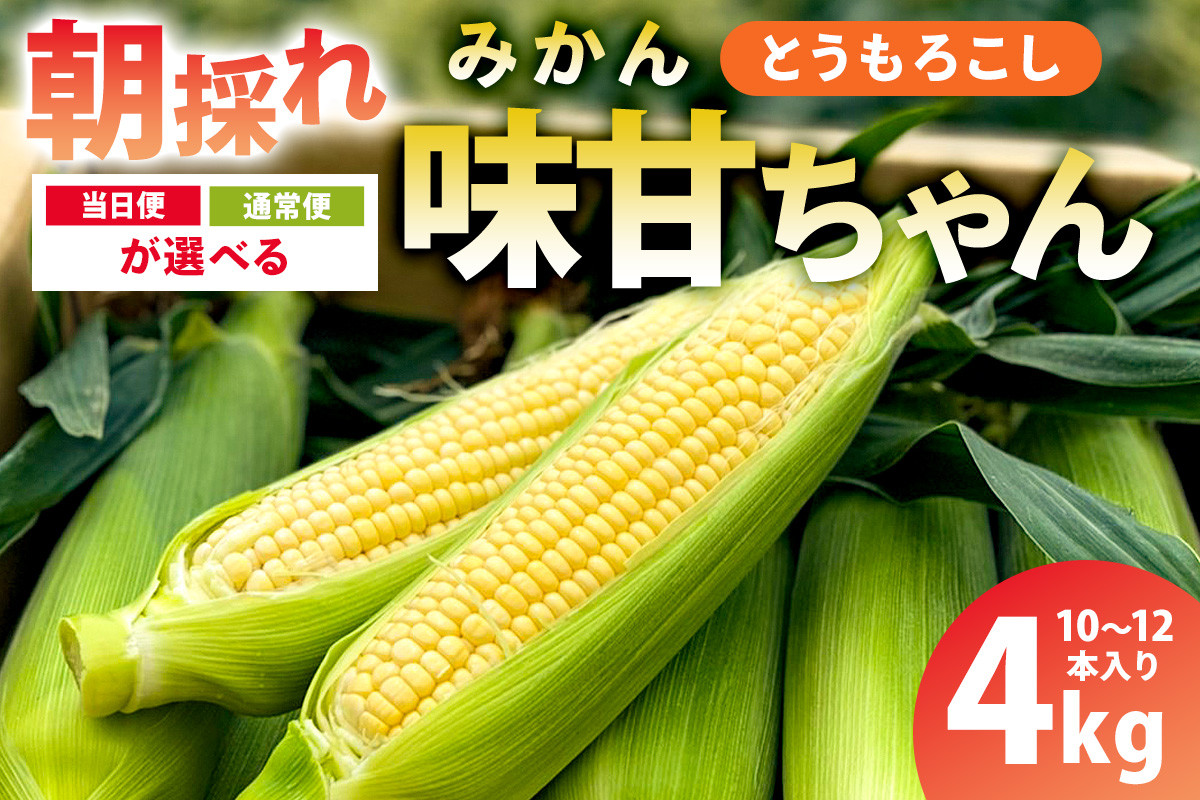 
            【先行受付 2025年】【当日便・通常便が選べる】朝採れ！とうもろこし10～12本（味甘ちゃん・みかんちゃん）mi0046-0005-SKU 【味甘 トウモロコシ コーン 朝採れ 新鮮】
          
