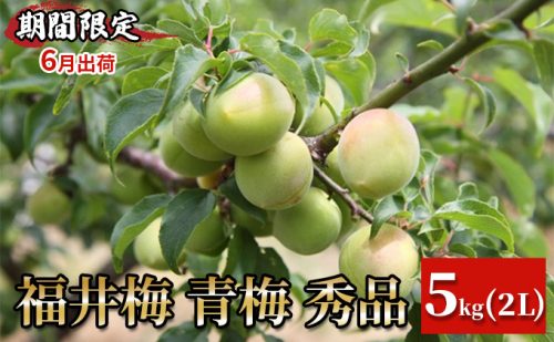 【期間限定・6月出荷】福井梅 青梅 秀品 5kg 2L 梅酒用 梅シロップ用 梅干し用 剣先 紅映 新平太夫