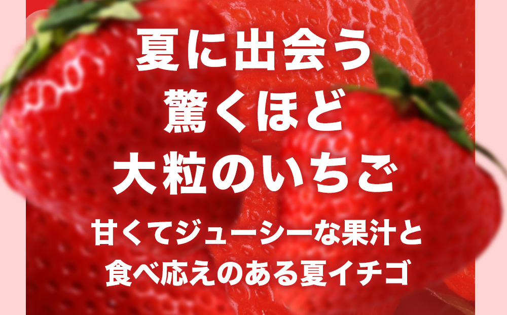 2026年産 先行予約【夏イチゴ】奇跡のひと粒「夏瑞」4パックセット 果物 フルーツ 苺 いちご 国産 北海道産