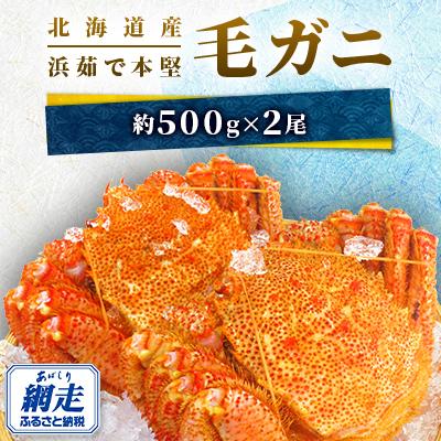 ふるさと納税 網走市 【数量限定】北海道産　浜茹で本堅　毛ガニ　約500g×2尾(冷凍)
