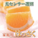 【ふるさと納税】＜4月より発送＞家庭用 樹上完熟はっさく10kg+300g（傷み補償分）【八朔】【わけあり・訳あり】【さつき・木成】 | フルーツ 果物 くだもの 食品 人気 おすすめ 送料無料 さつきはっさく きなりはっさく わけあり