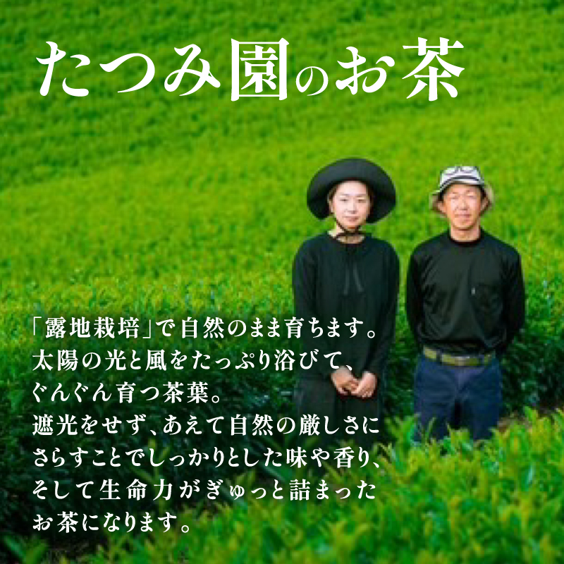 【たつみ園】八女茶 玉露入り 煎茶 ティーバッグ 5g×10個 3袋セット【メール便】 お茶 手軽 ティーバッグ 美味しい 緑茶 ギフト 煎茶 まろやか お取り寄せ 玉露 福岡県 八女市