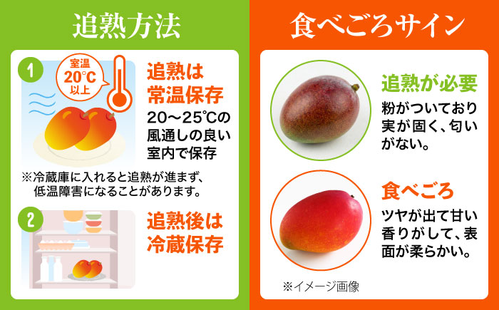 訳あり 完熟マンゴー 約3kg (約1.5kg (3～6玉) ×2箱) マンゴー 沖縄 果物 フルーツ ギフト 沖縄市 / ちゃんぷる～市場 [BCAA003]