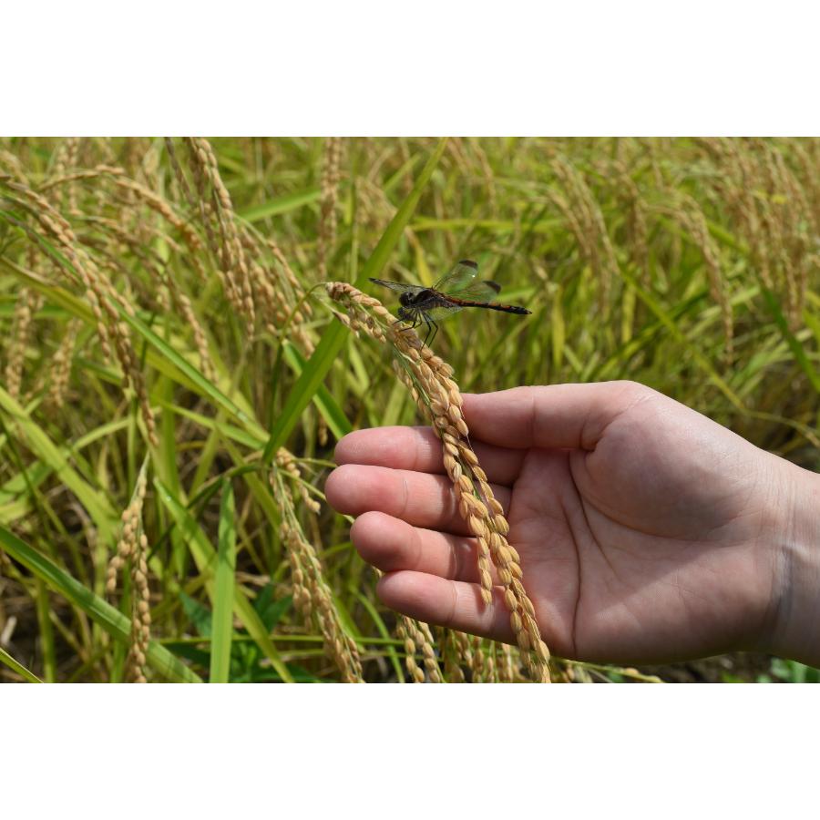 【令和7年産新米】＜食の宝島 佐渡＞特別栽培米「佐渡島産コシヒカリ」無洗米5kg