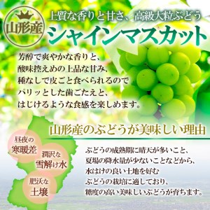 山形のぶどう シャインマスカット 1.2kg以上(2房)[10月中旬～11月中旬お届け]【令和8年産先行予約】FU22-795 くだもの 果物 フルーツ 山形 山形県 山形市 2026年産