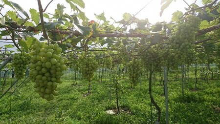 2024年産　姉妹都市ワインセット