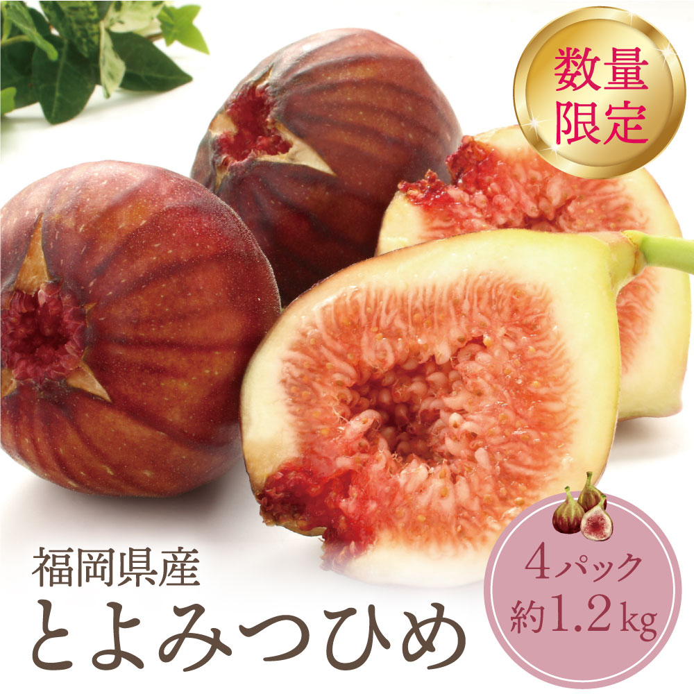 【ふるさと納税】★9/30まで★ 2026年発送 とよみつひめイチジク（4パック）約1.2kg 無花果 いちじく 福岡県 福智町産 ブランド 果実 先行予約 送料無料 《 予約受付 》