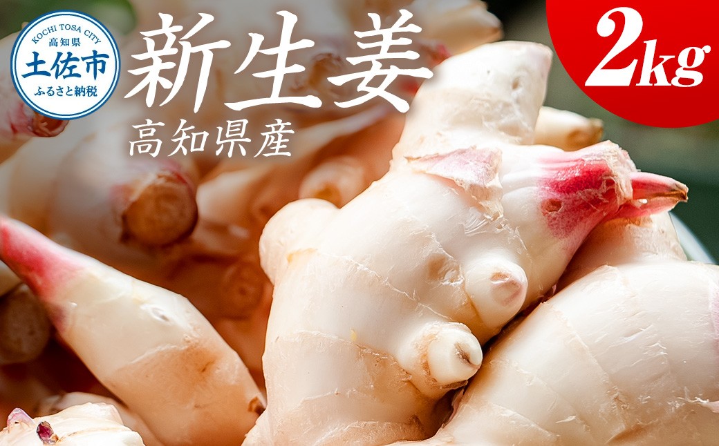 
                  ハウス新生姜 2kg 2キロ しょうが ショウガ 新鮮野菜 野菜 お取り寄せ 美味しい 料理 生姜焼き 漬物 サラダ 新鮮 国産 日本産 ジンジャー 冷蔵 配送【JA高知県とさし】 [BQCF006]
                