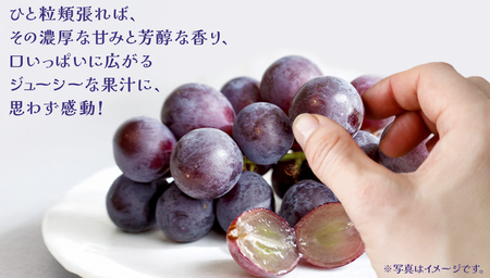 巨峰 １房 (茨城県共通返礼品：大子町) ぶどう 葡萄 ブドウ フルーツ 果物 スイーツ