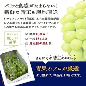ぶどう 2026年 先行予約 シャイン マスカット 晴王 3～5房 2kg前後 （8月上旬～9月下旬発送分） ブドウ 葡萄  岡山県産 国産 フルーツ 果物 ギフト 岡山のブドウ デザート 食べ物 日