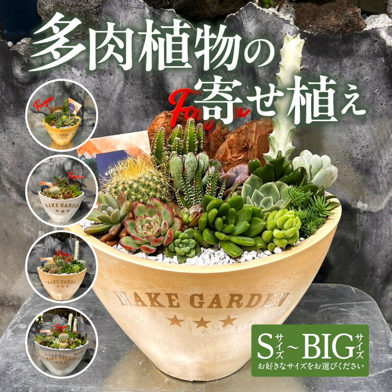 【ふるさと納税】【サイズが選べる】多肉植物の寄せ植え 観葉植物 植物 観葉 サボテン 多肉植物 おすすめ おしゃれ インテリア 室内 記念日 誕生日 プレゼント 贈答 贈り物 初心者 オフィス ギフト 栽培 園芸 南国 宮崎県 宮崎市 送料無料