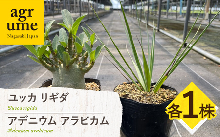 アデニウム アラビカム ＆ ユッカ リギダ 各1株 Adenium arabicum ＆ Yucca rigida 長与町/アグリューム[EAI207]