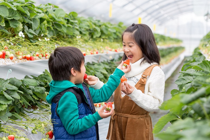 【定期便3回】佐賀県産 紅白いちご食べ比べ【2～4月発送】：B395-005_イメージ5