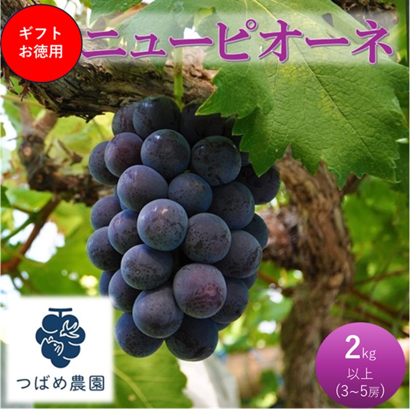 2026年 早期受付 ぶどう ギフトお徳用ニューピオーネ 2kg以上(3～5房) 数量限定　岡山県 高梁市産