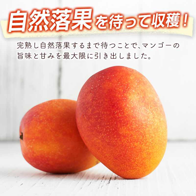 【先行予約】西都市産完熟マンゴー3Ｌ×2玉（約900ｇ）＜1.5-132＞