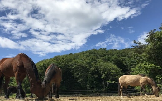 馬のお世話体験とふれあい乗馬【 大人ペア 】 体験 アクティビティ レジャー ペア 夏休み 旅行 馬 八丸牧場 宮城県 東松島市 オンラインワンストップ 申請 自治体マイページ