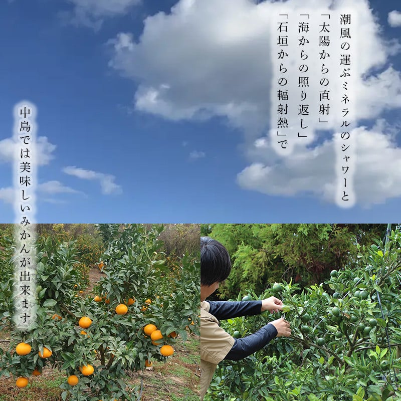 【2026年3月から発送】 はるみ 小玉 2kg  中島みかん農園｜ 先行予約 蜜柑 みかん 小粒 わけあり 訳あり 甘い 柑橘 愛媛 糖度 数量 限定 愛媛 松山