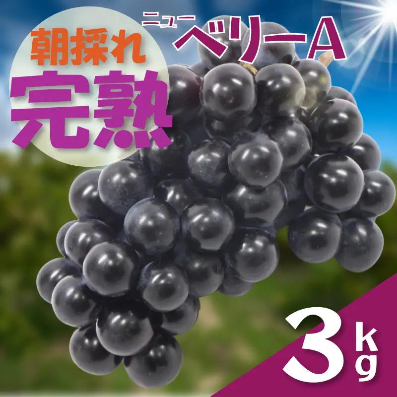 ぶどう ニューベリーＡ【先行予約】【2026年8月下旬から発送】3㎏｜ぶどう RYE