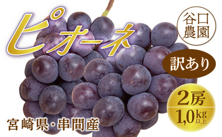 TNBP2 ＜先行予約・訳あり＞ 串間産ピオーネ　計1.0kg以上（2房）種なし【谷口農園】