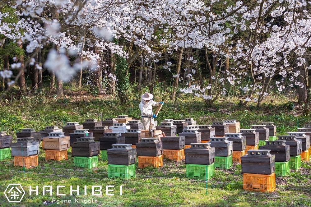 【令和8年産新米予約】【環境大臣賞受賞】【特別賞受賞】12ヶ月定期便 無洗米 はちみつ農法 コシヒカリ 5kg×12回 計60kg 10月中旬より順次発送 1L12133