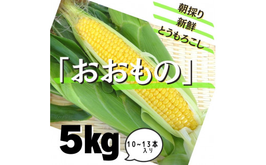 
朝採り新鮮！とうもろこし「おおもの」5kg　10～13本入り
