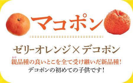 【デコポンの子供】マコポン4.5kg[EAA006]次世代のデコポン 先行予約