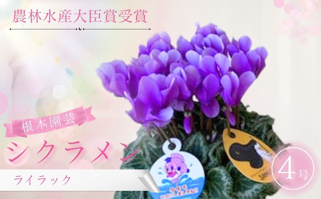 【ふるさと納税】【2026年 先行予約 】 シクラメン ライラック ブルー 4号鉢 | 花 お花 ガーデンシクラメン ブルー系 青 4号 花ギフト フラワーギフト 鉢花 鉢植え ギフト プレゼント 贈答 農林水産大臣賞受賞 根本園芸
