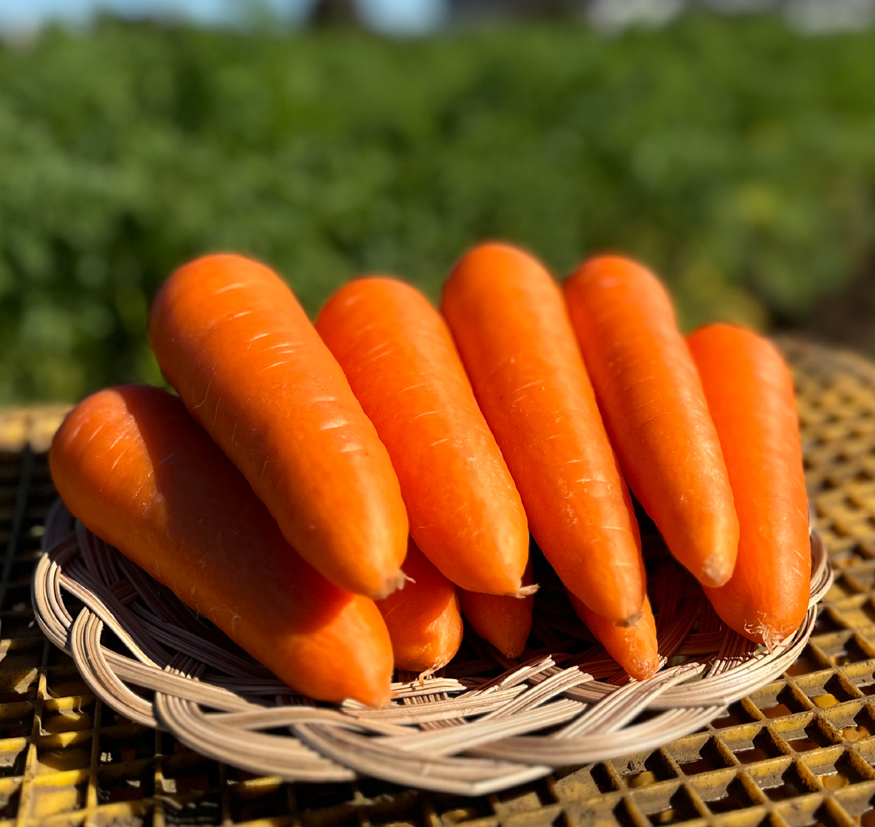 ＜定期便＞Farm Prideが育てた旬の野菜定期便 計5回 | 埼玉県 所沢市 人参 にんじん ニンジン キャロット じゃがいも キタアカリ インカのめざめ ノーザンルビー 里芋 枝豆 野菜 緑黄色