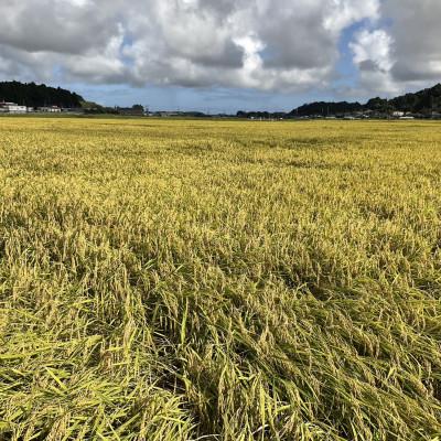 ふるさと納税 多古町 多古米グランプリ常連　佐藤さんのコシヒカリ【玄米】10kg |  | 03