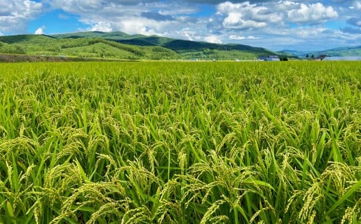 【2026年1月発送開始】令和7年産 深川産  幻の米 「彩（あや）」  10kg（5kg×2袋） お米 米 こめ 白米 精米 単一原料米 ごはん ご飯 ふるさと納税米 国産