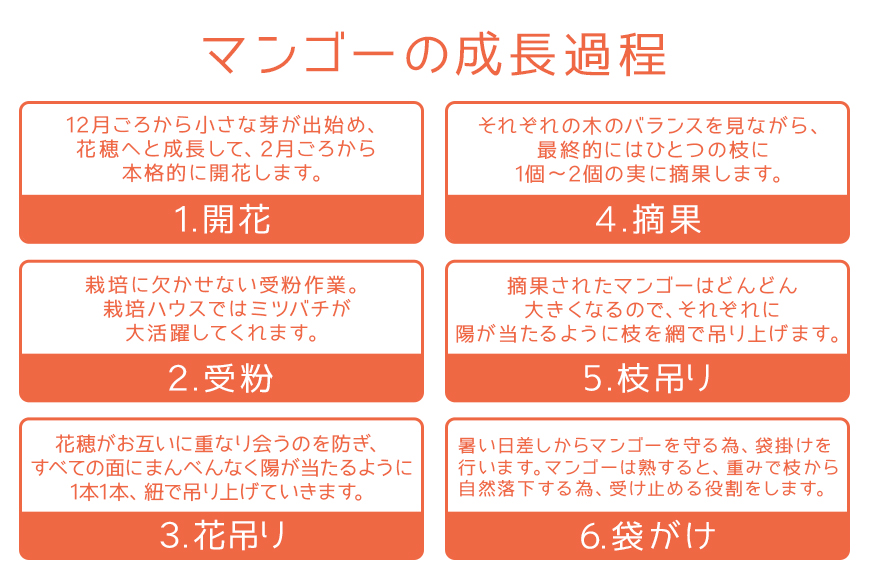 【2024年発送】沖縄県知事賞４度受賞（サンフルーツ糸満）マンゴー　家庭用　1kg