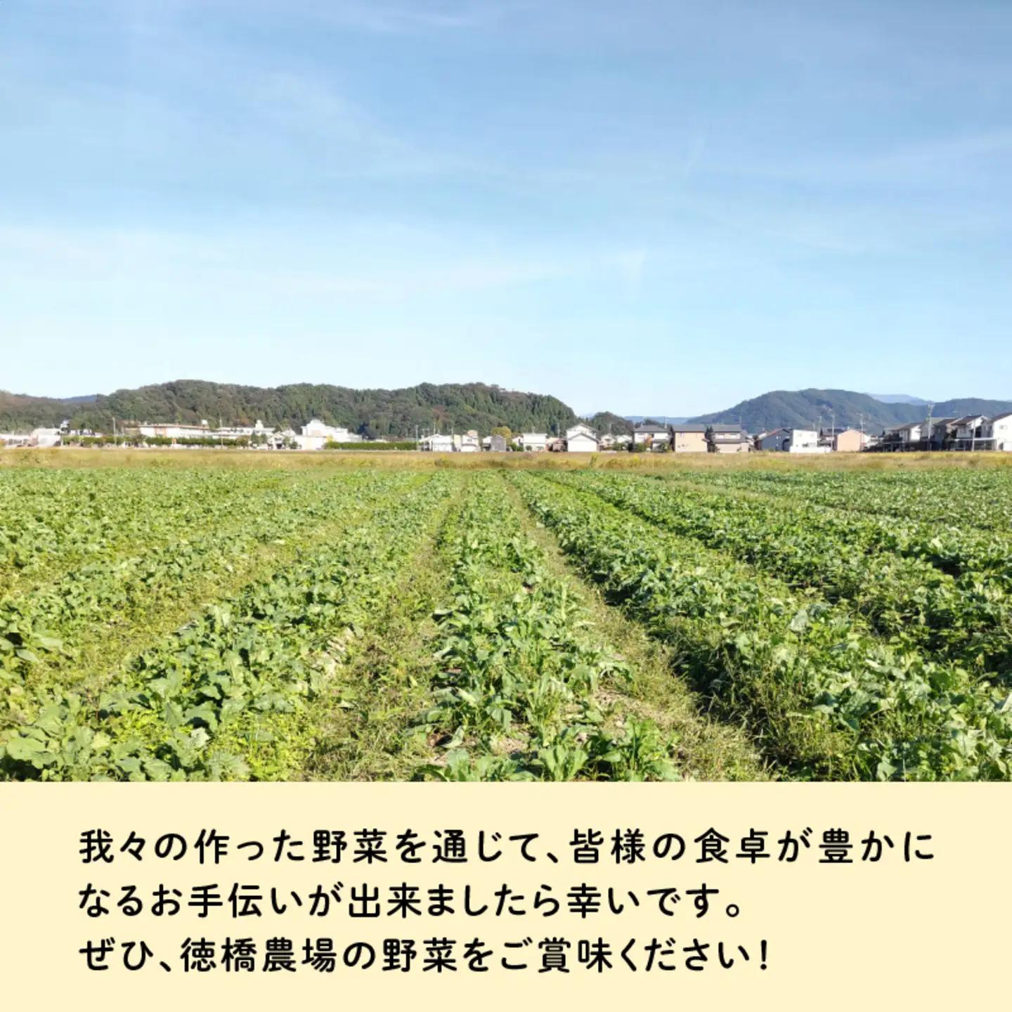 おろしそばに最適! 福井県産 辛味大根 2kg 野菜 特産物
