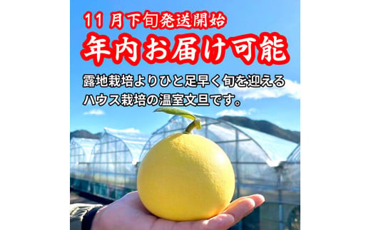 【先行予約】厳選 温室土佐文旦 3kg (5～6玉）〈2026年11月下旬から発送〉/文旦 ぶんたん ブンタン 土佐文旦 ハウス栽培 甘い 柑橘 フルーツ 果物 ご当地 お取り寄せ【土佐文旦の藤岡】 