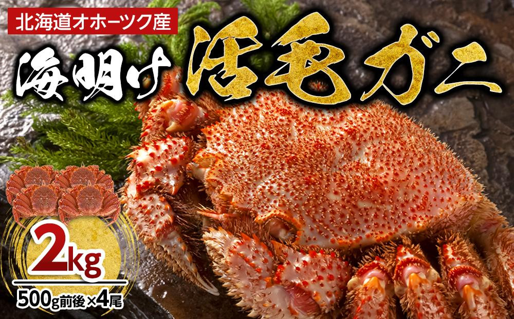 
            【先行予約】北海道オホーツク産海明け活毛ガニ　ボイル未冷凍配送(チルド 冷蔵配送)　500g前後　4尾　（2026年3月下旬より発送予定）_03502
          