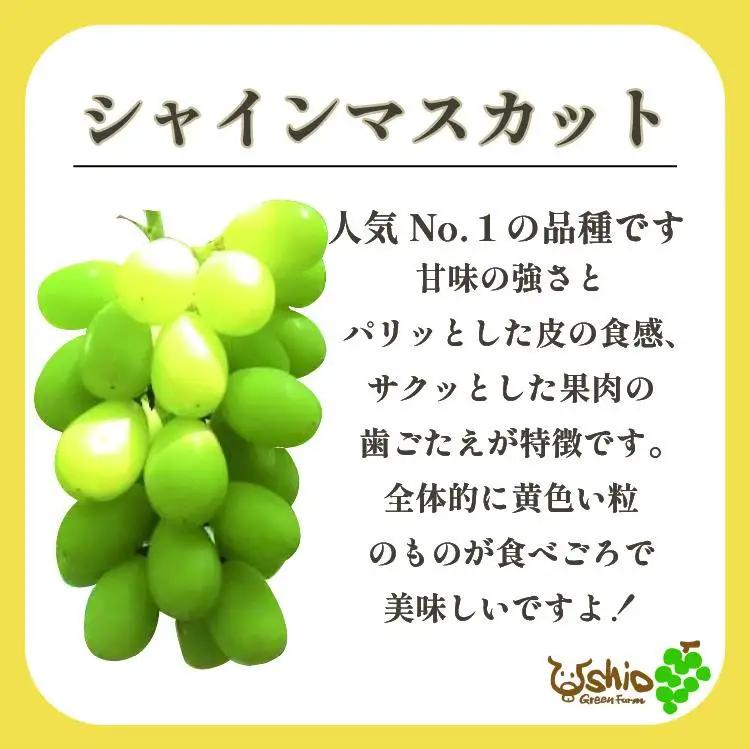 ぶどう 福岡市産ぶどう3色セット 巨峰 シャインマスカット クイーンニーナ 1300g (計3房)【北海道・沖縄・離島発送不可】【2026年7月20日以降順次発送】 | 果物 フルーツ 葡萄 ブドウ 
