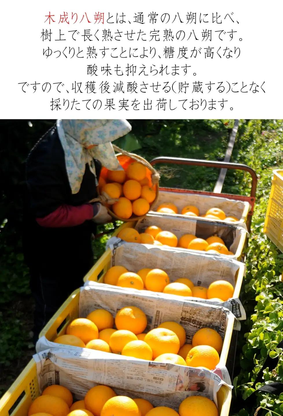 木成りはっさく 10kg 赤秀 和歌山木成りはっさく