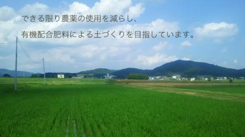 【生産者支援】 《令和6年産》茨城県 桜川市産 こしひかり15kg（5kg×3袋） 茨城県産 桜川 米 お米 白米 コメ ごはん 精米 コシヒカリ 国産 限定 [SC011sa]