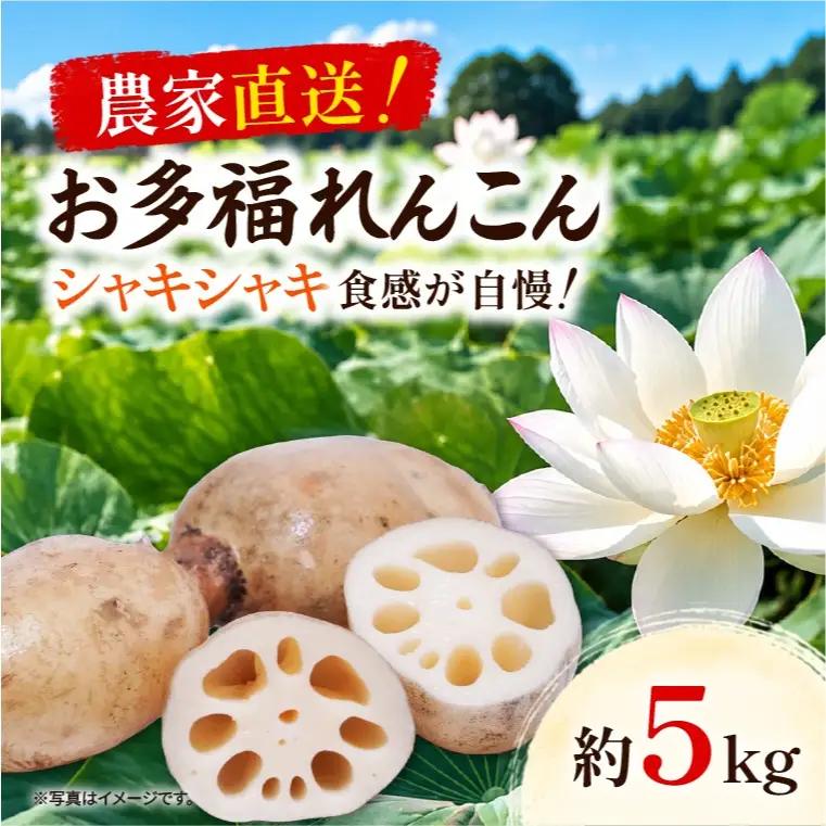 先行予約 れんこん 5kg お多福れんこん 蓮根 レンコン 農家直送 産地直送 新鮮 野菜 根菜 有機肥料 【2026年9月より順次発送】（111-02）