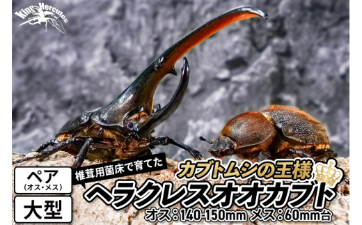 
《TVで紹介されました》ヘラクレスオオカブト（成虫）ペア 大型（オス：140-150mm メス：60mm台） 飼育ケース・マニュアル付き カブトムシ
