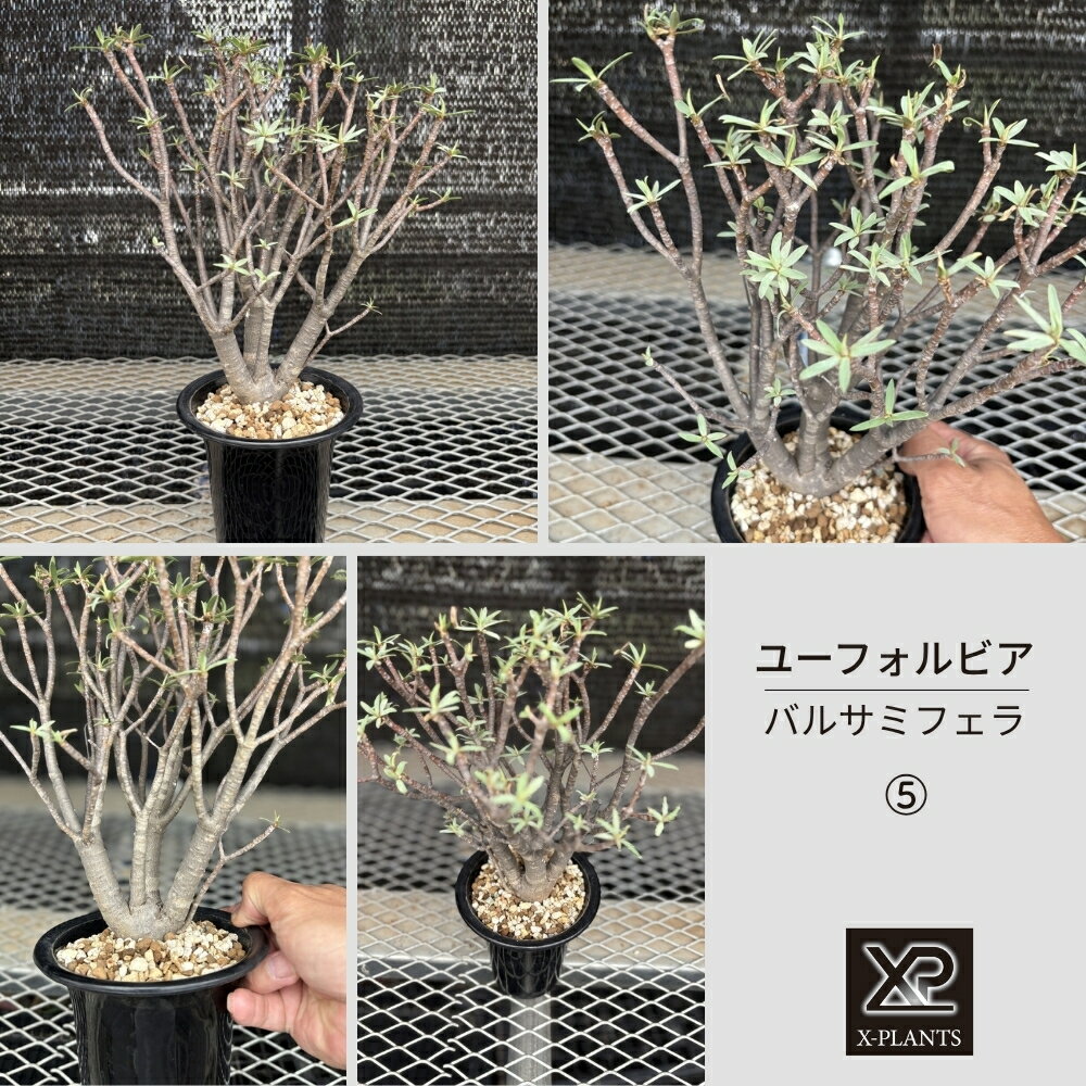 【ふるさと納税】ユーフォルビア バルサミフェラ_5 X-PLANTS 珍奇植物 ビザールプランツ 塊根植物