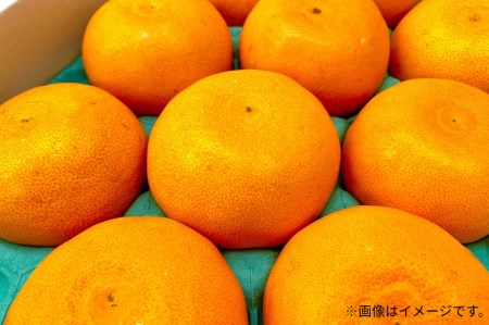 【2025年出荷】柑橘界の大トロ！せとか　(約3kg) フルーツ ふるーつ 果物 くだもの 三豊市【配送不可地域：北海道・沖縄県・離島】_M102-0009