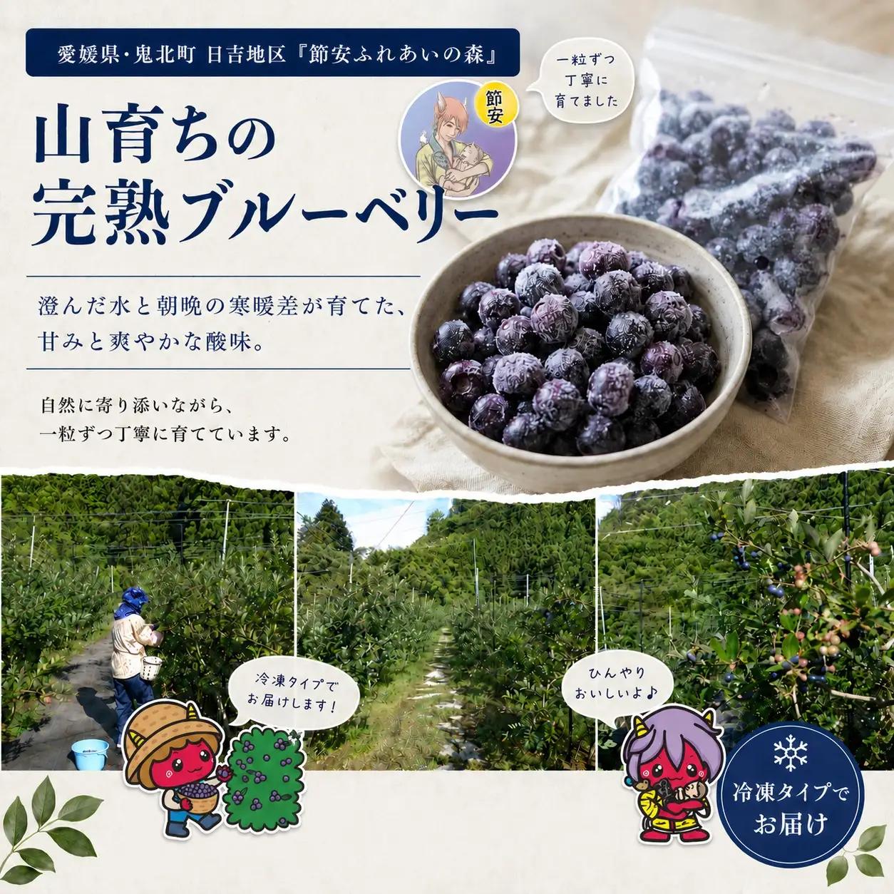 【先行予約】【大きさ形ふぞろい】冷凍ブルーベリー900g（150g×6P） | 無選別 不揃い 国産 個包装 小分け 冷凍 鬼北町直営農園 果実 フルーツ 果物 くだもの 朝食 ヨーグルト　鬼北町役場