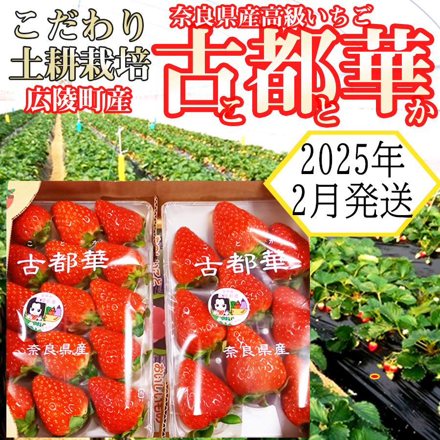 
            【2025年2月発送】こだわりの土耕栽培 奈良県産いちご【古都華】農家直送!2パック入り
          