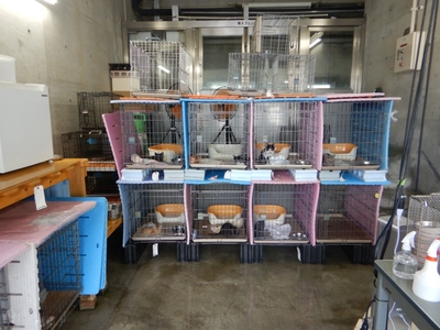 【 鹿児島市の動物愛護活動 を 応援 】（ 返礼品なし ）10,000円 K000-CFA0010