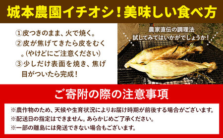 とうもろこし10本 城本農園