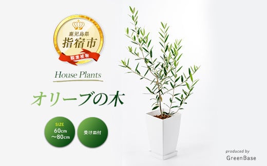 2026年3月上旬～発送【観葉植物】オリーブの木60cm～80cm(Green Base/IB003-017) 南国鹿児島県で育った 観葉植物！植物 鉢付 インテリア 室内 オフィス おしゃれ プレゼント ギフト 開店祝い 移転祝い マイナスイオン【配送不可地域：北海道・沖縄県・離島】
