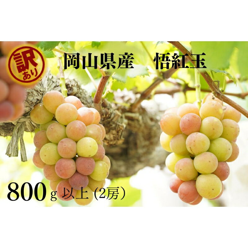 【ふるさと納税】 岡山県産　訳あり悟紅玉　計800g以上　2房　産直・朝採れ　2025年8月20日頃より順次発送予定 【配送不可地域：離島・沖縄県】 岡山 ぶどう ブドウ 葡萄 訳あり 果物 フルーツ 【1579359】